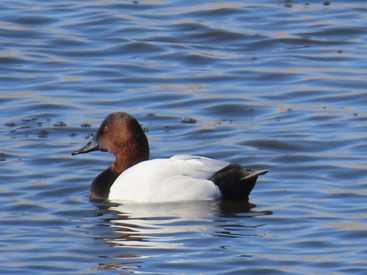 Canvasback - ML646203154