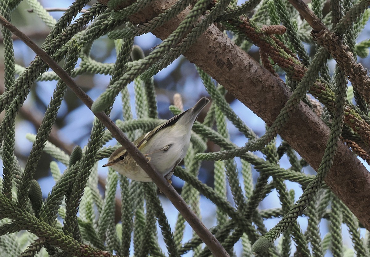 Yellow-browed Warbler - ML646203156
