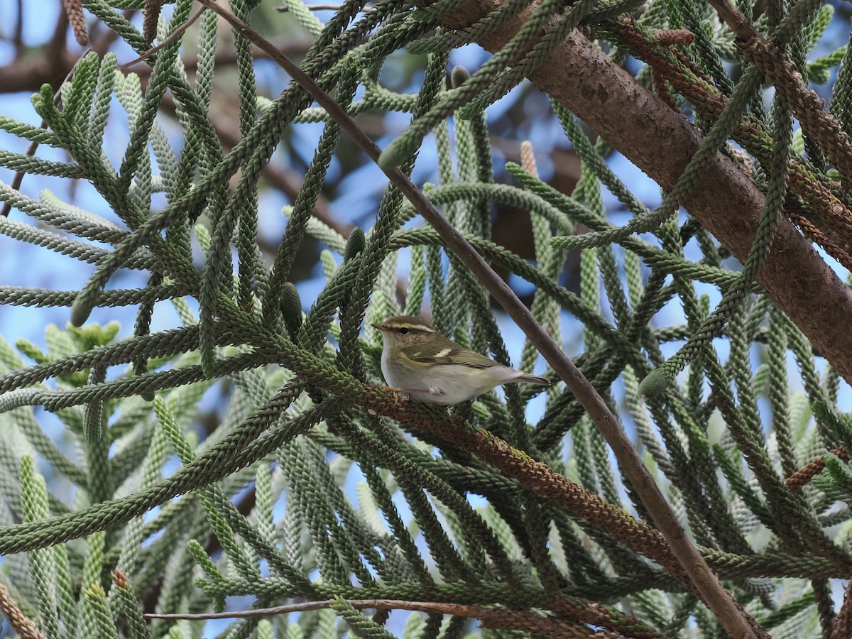 Yellow-browed Warbler - ML646203157