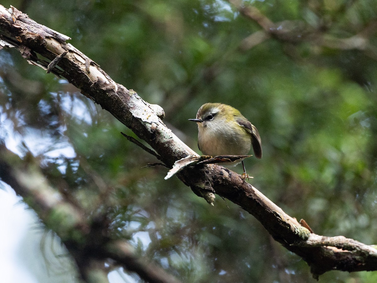 Rifleman - ML646203159