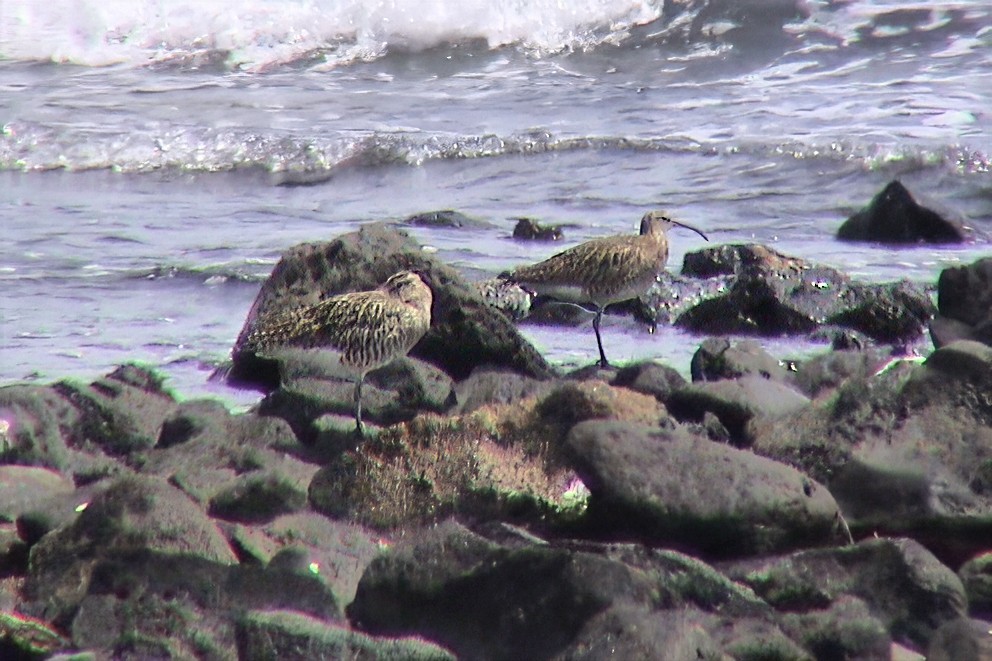 Eurasian Whimbrel - ML646203160