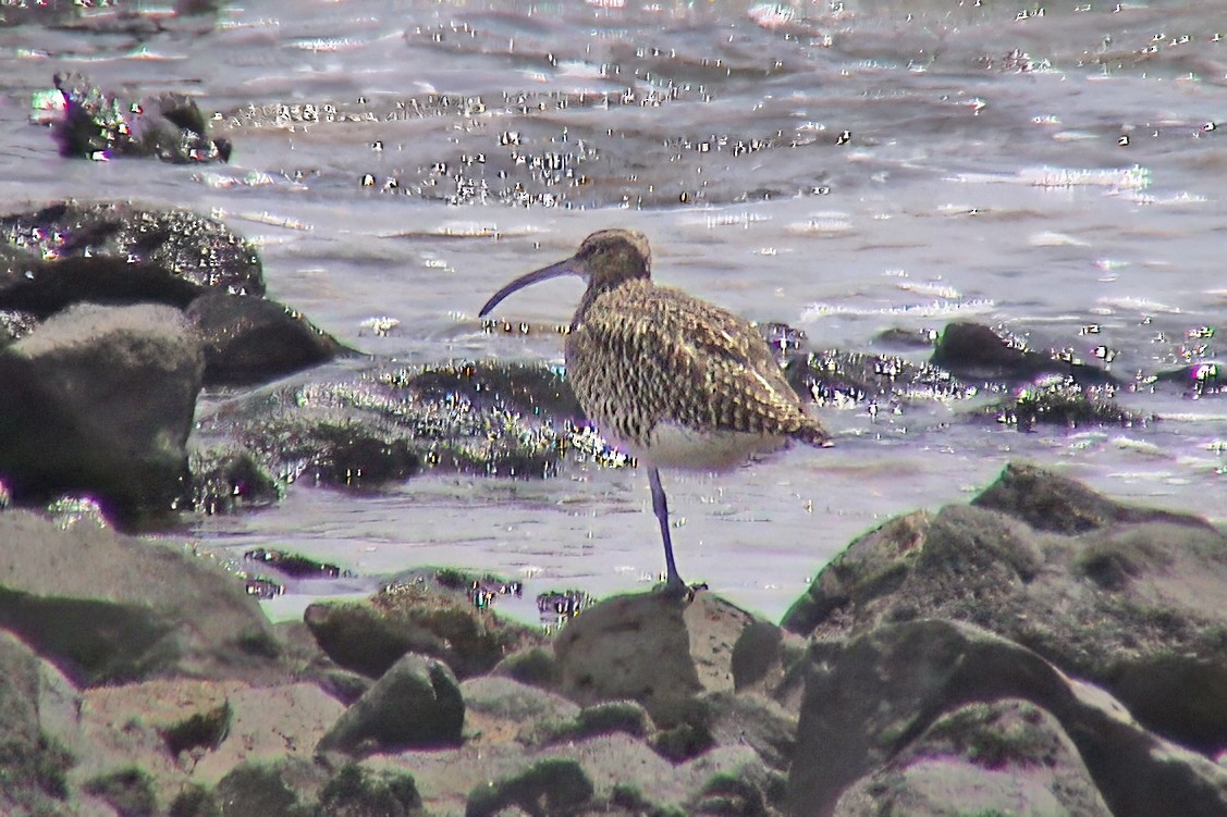 Eurasian Whimbrel - ML646203161