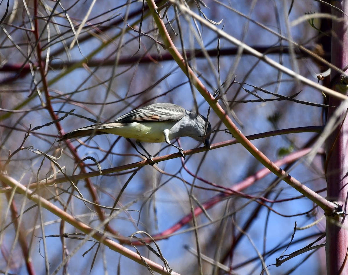 Ash-throated Flycatcher - ML646203164