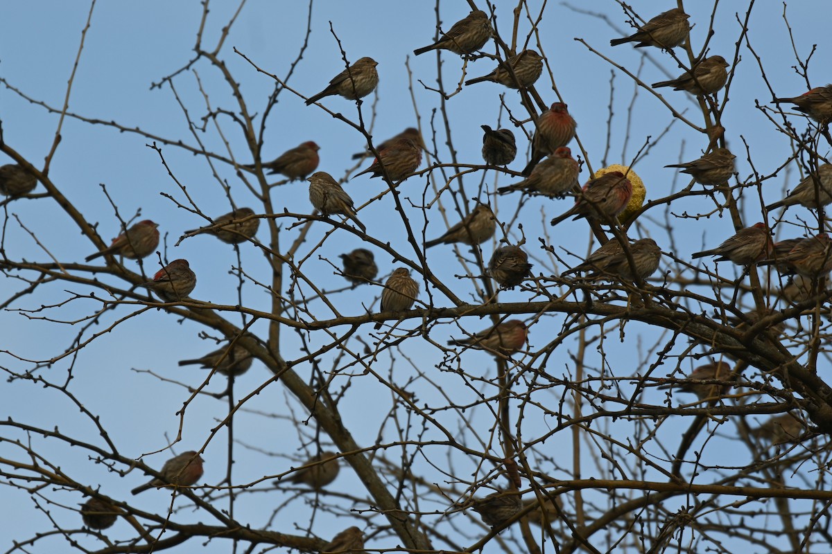 House Finch - ML646203165