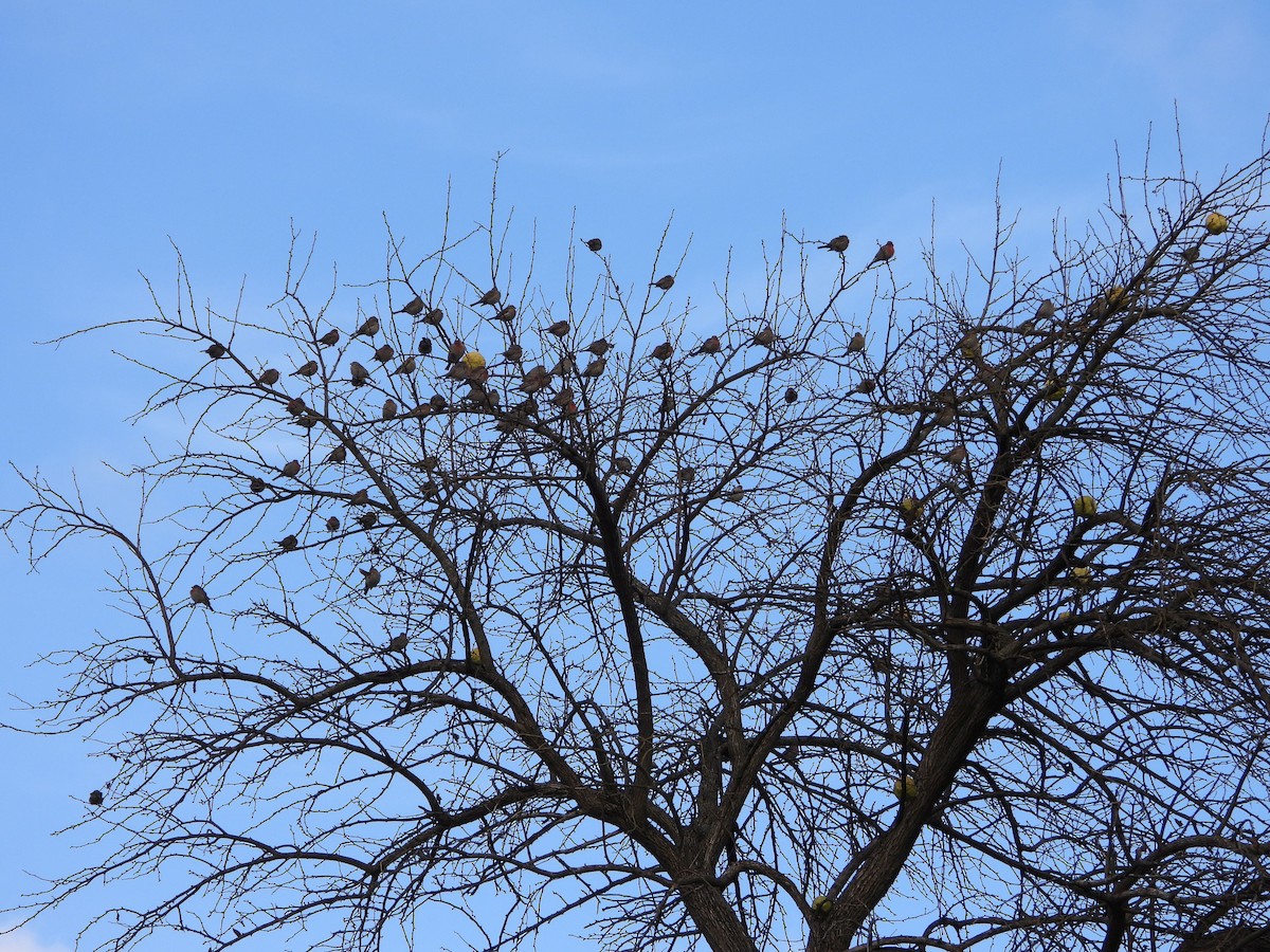 House Finch - ML646203166