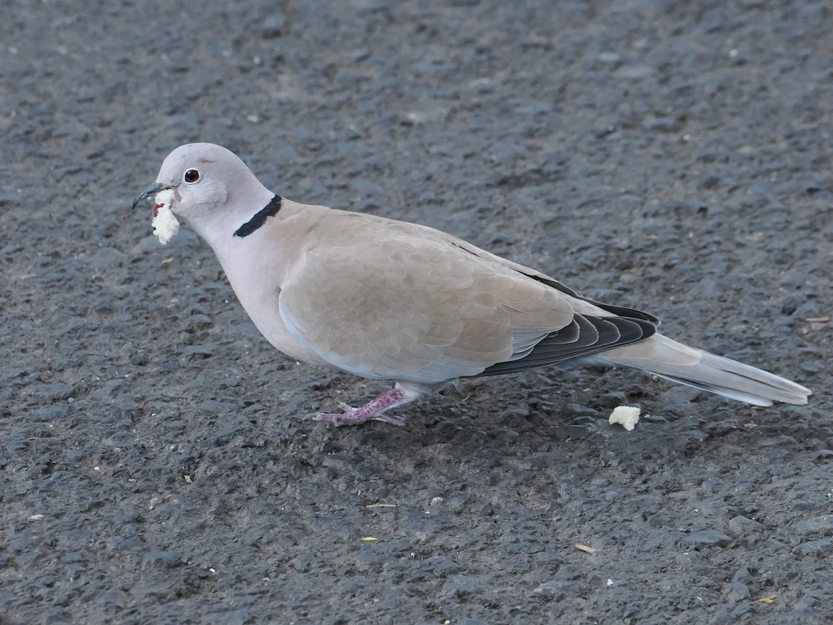 Eurasian Collared-Dove - ML646203167