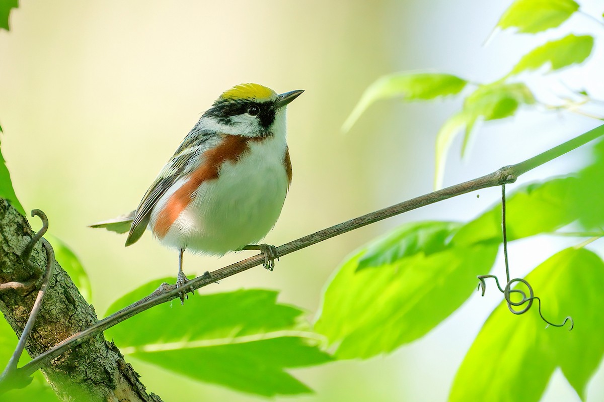 lesňáček rezavoboký - ML646203169