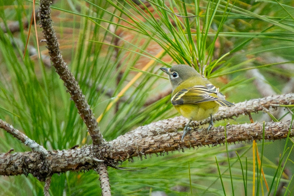 Blue-headed Vireo - ML646203170