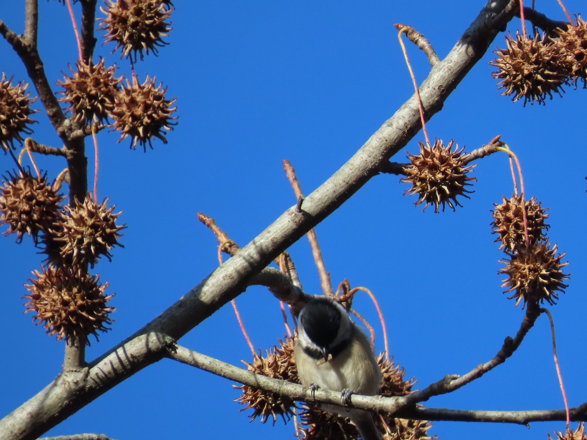 Black-capped Chickadee - ML646203171
