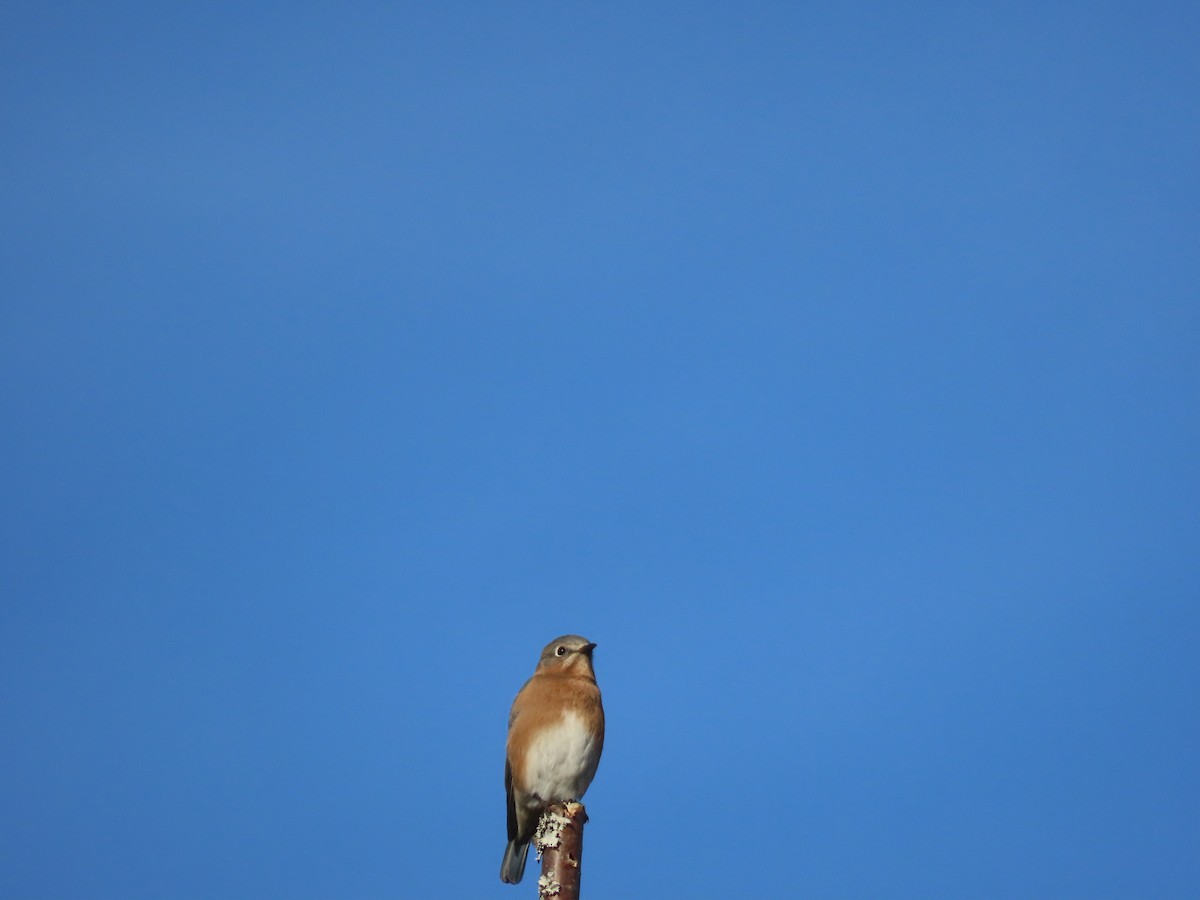 Eastern Bluebird - ML646203177