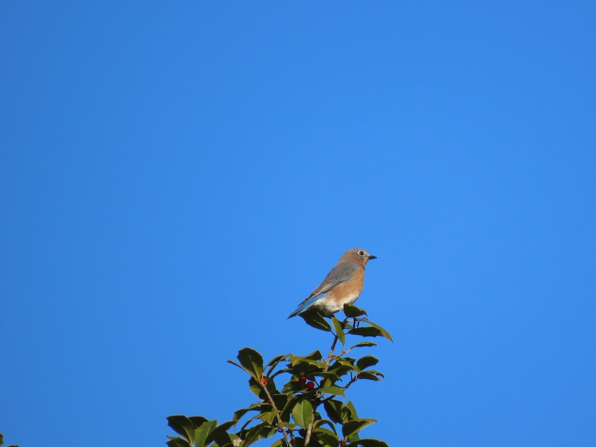 Eastern Bluebird - ML646203178
