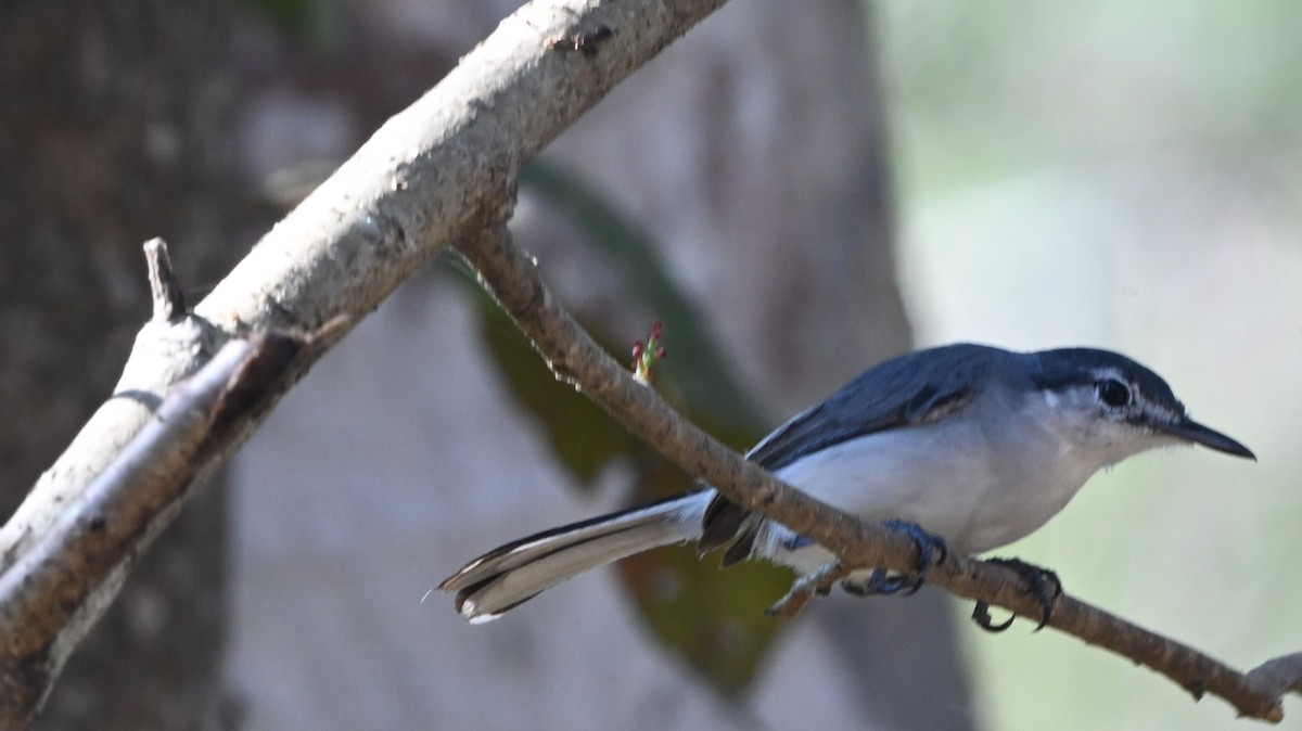 ホオジロズグロブユムシクイ - ML646203180