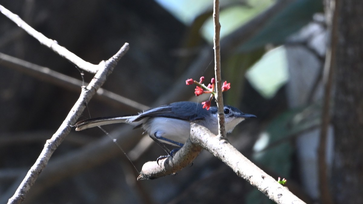 ホオジロズグロブユムシクイ - ML646203181