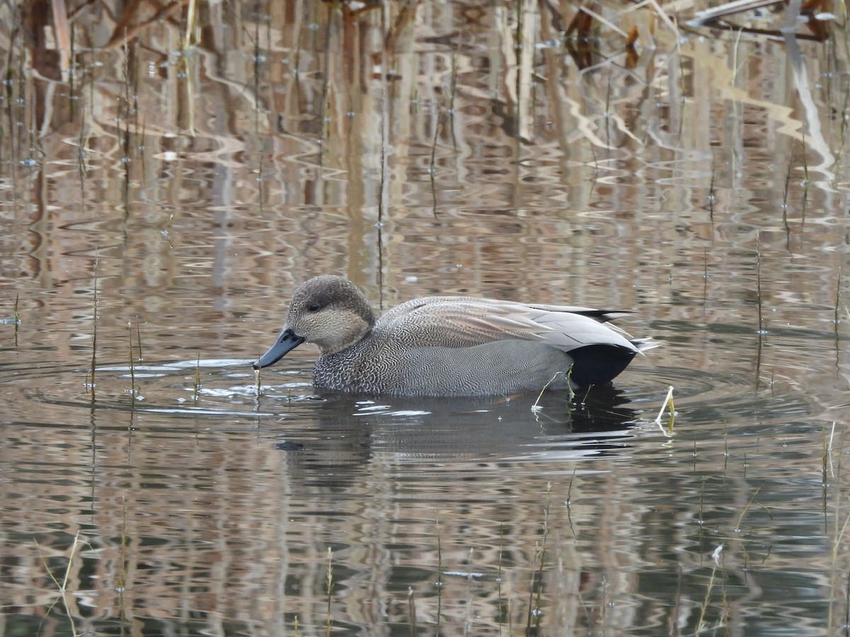 kopřivka obecná - ML646203182