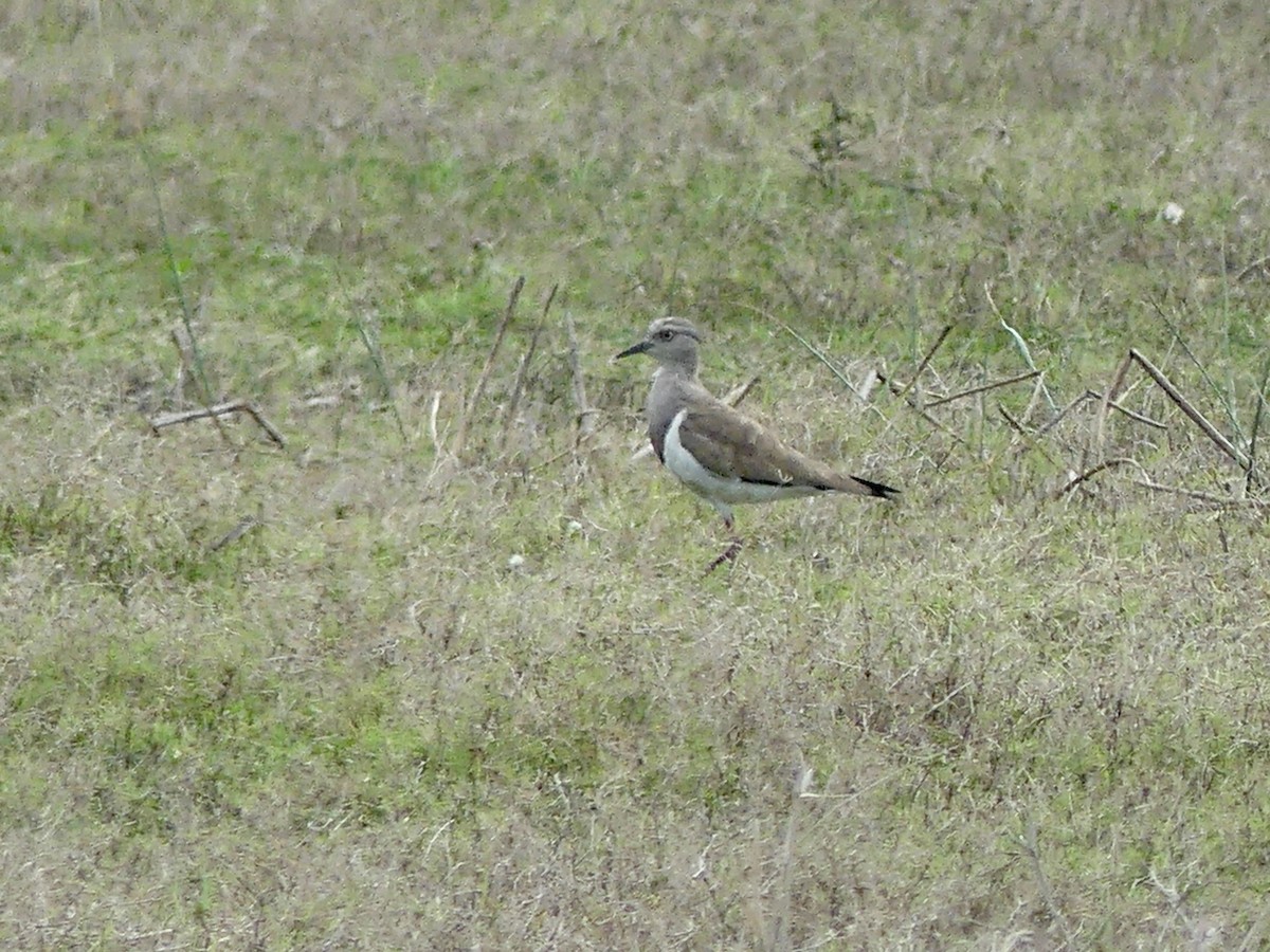 Чайка чорнокрила - ML646203185