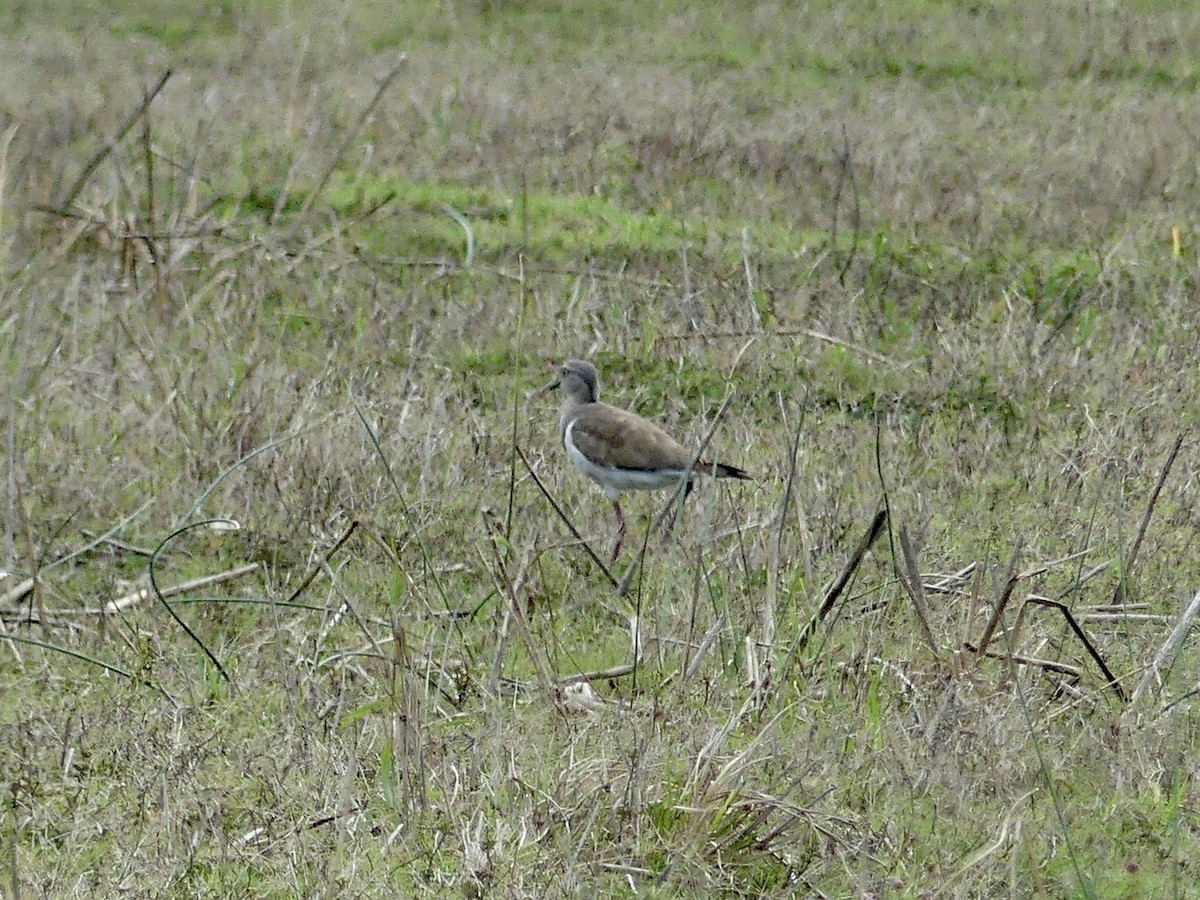 Чайка чорнокрила - ML646203186
