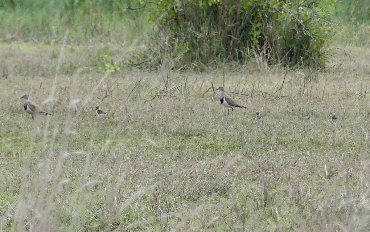 Чайка чорнокрила - ML646203187