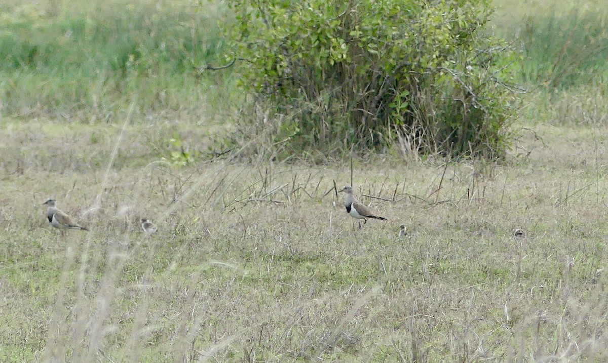 Чайка чорнокрила - ML646203188