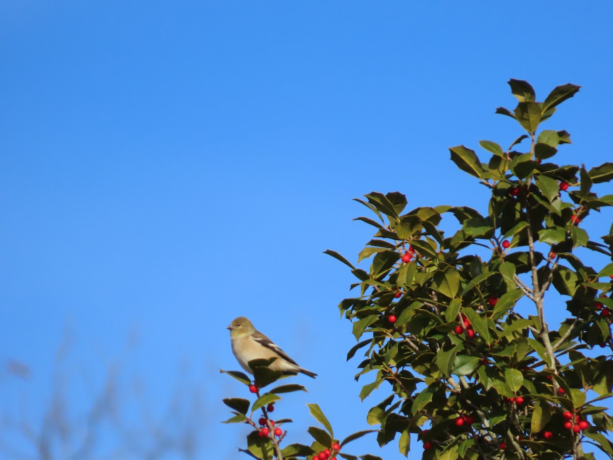 American Goldfinch - ML646203189