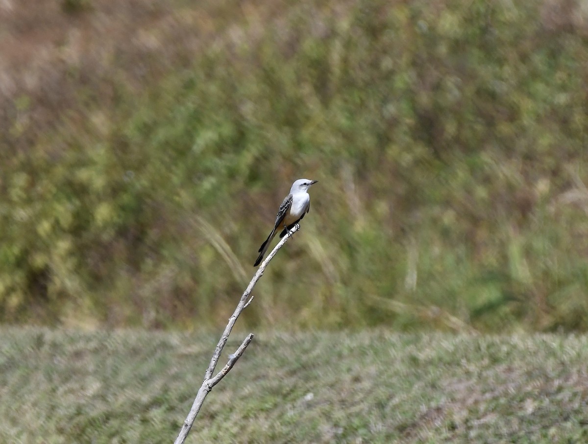 Scissor-tailed Flycatcher - ML646203190