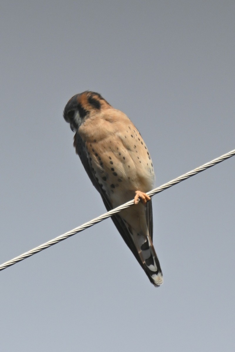 poštolka pestrá - ML646203192