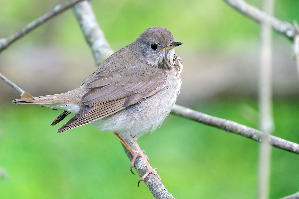 Grauwangen-Musendrossel - ML646203200