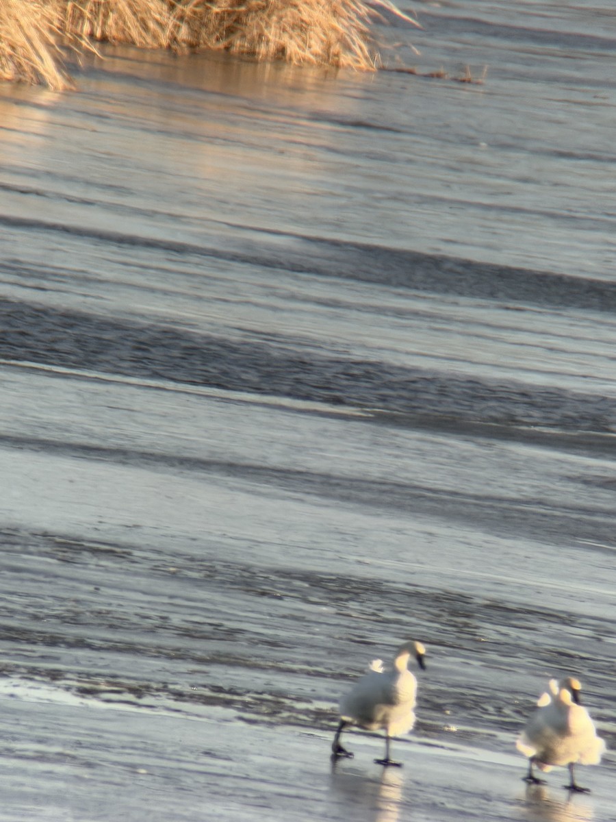 Tundra Swan - ML646203206