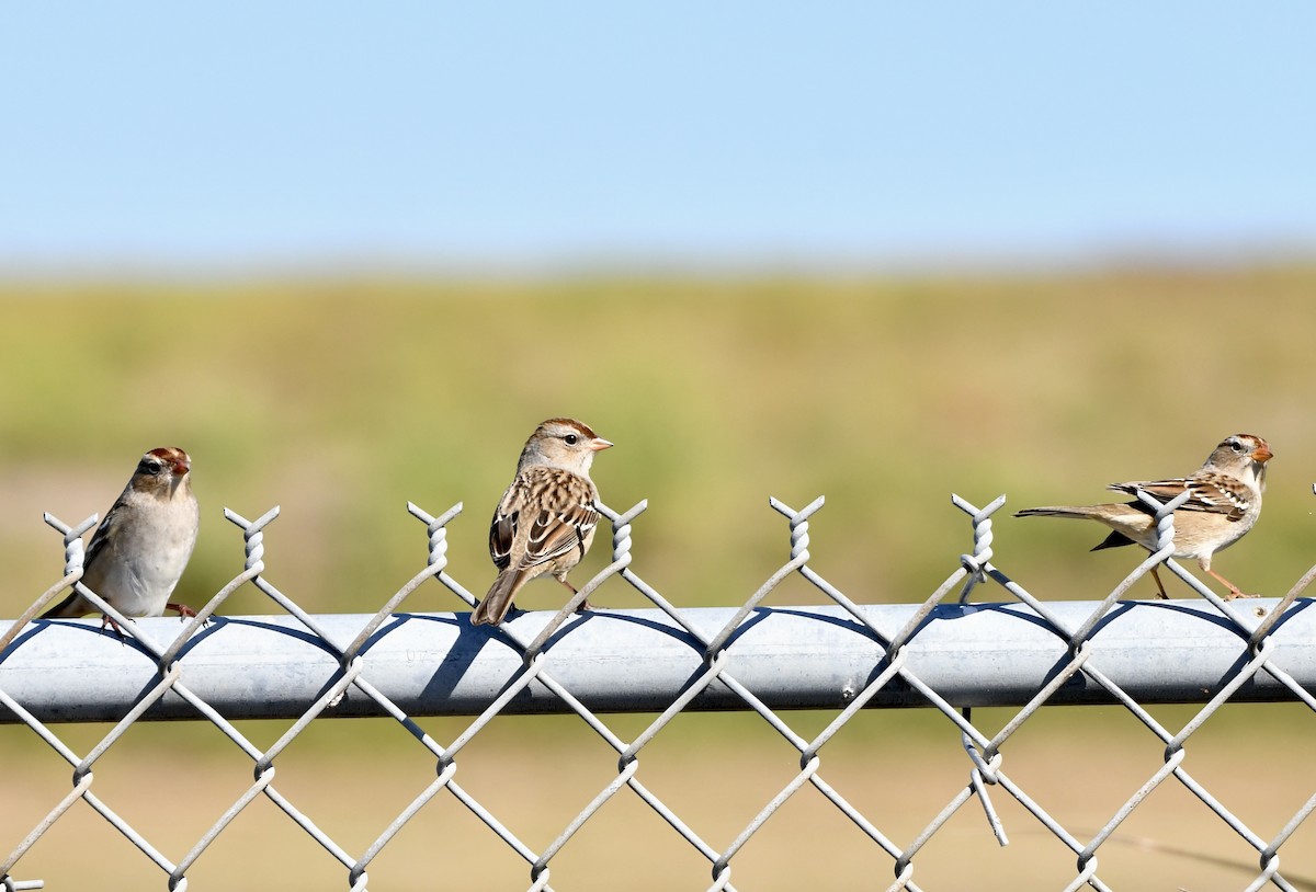 White-crowned Sparrow - ML646203217