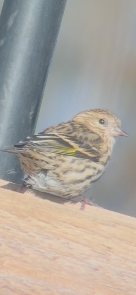 Pine Siskin - ML646203218