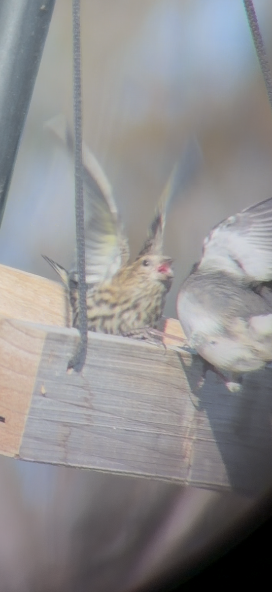 Pine Siskin - ML646203219