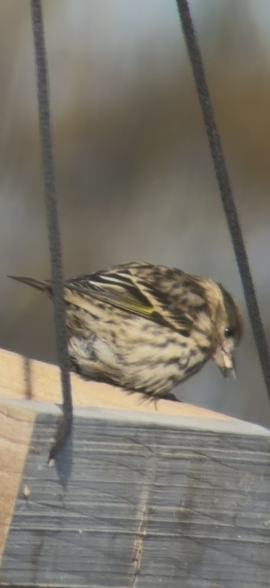 Pine Siskin - ML646203220