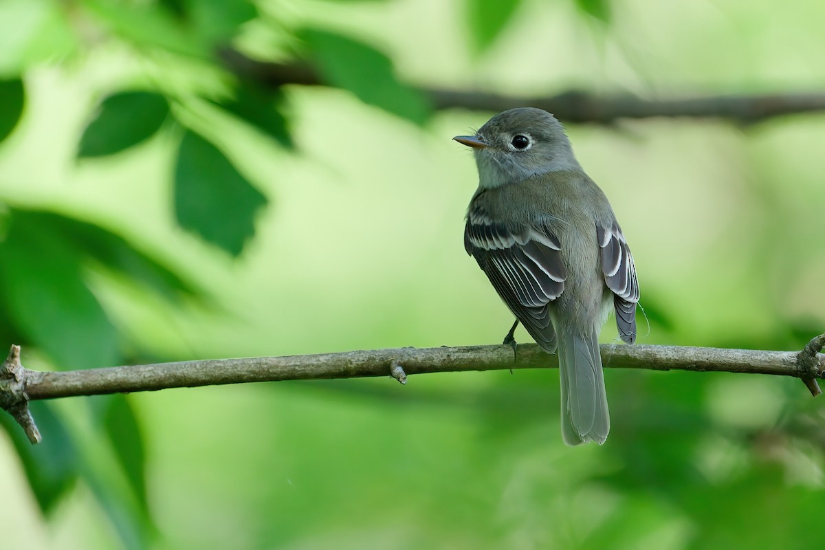 Least Flycatcher - ML646203221