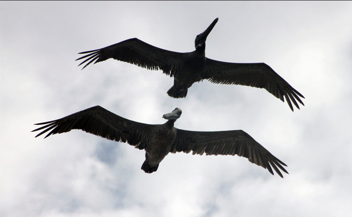 Brown Pelican - ML646203223