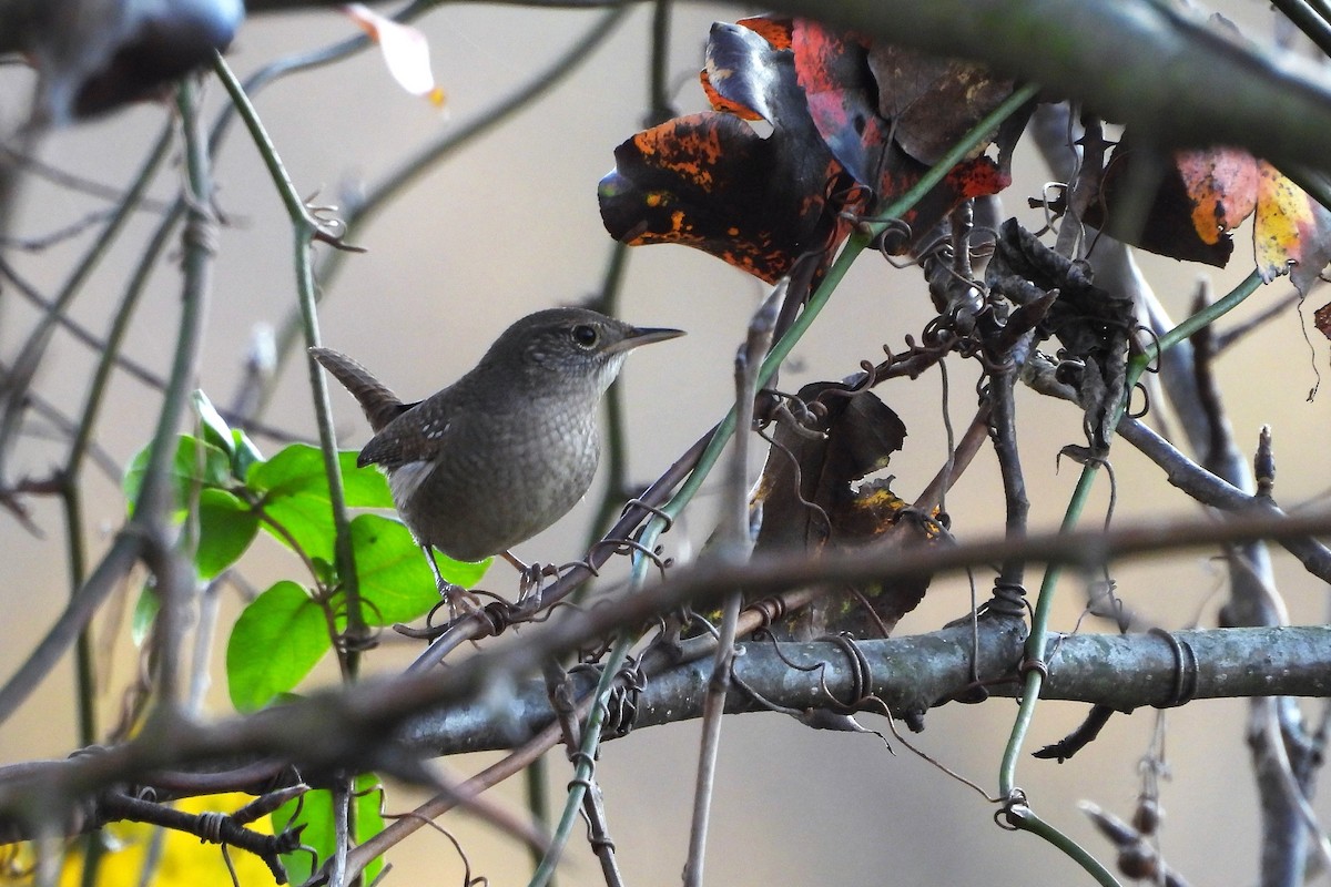 Northern House Wren - ML646203226