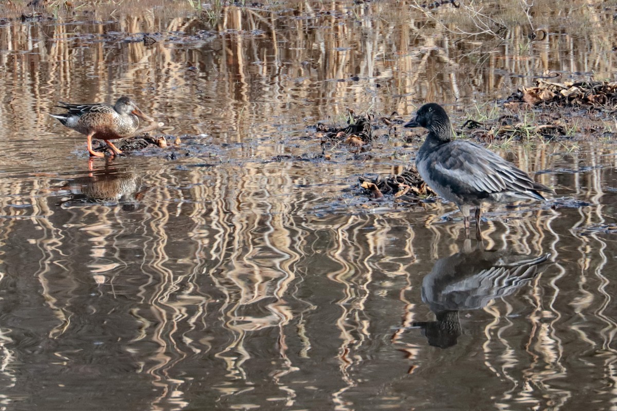 Northern Shoveler - ML646203232