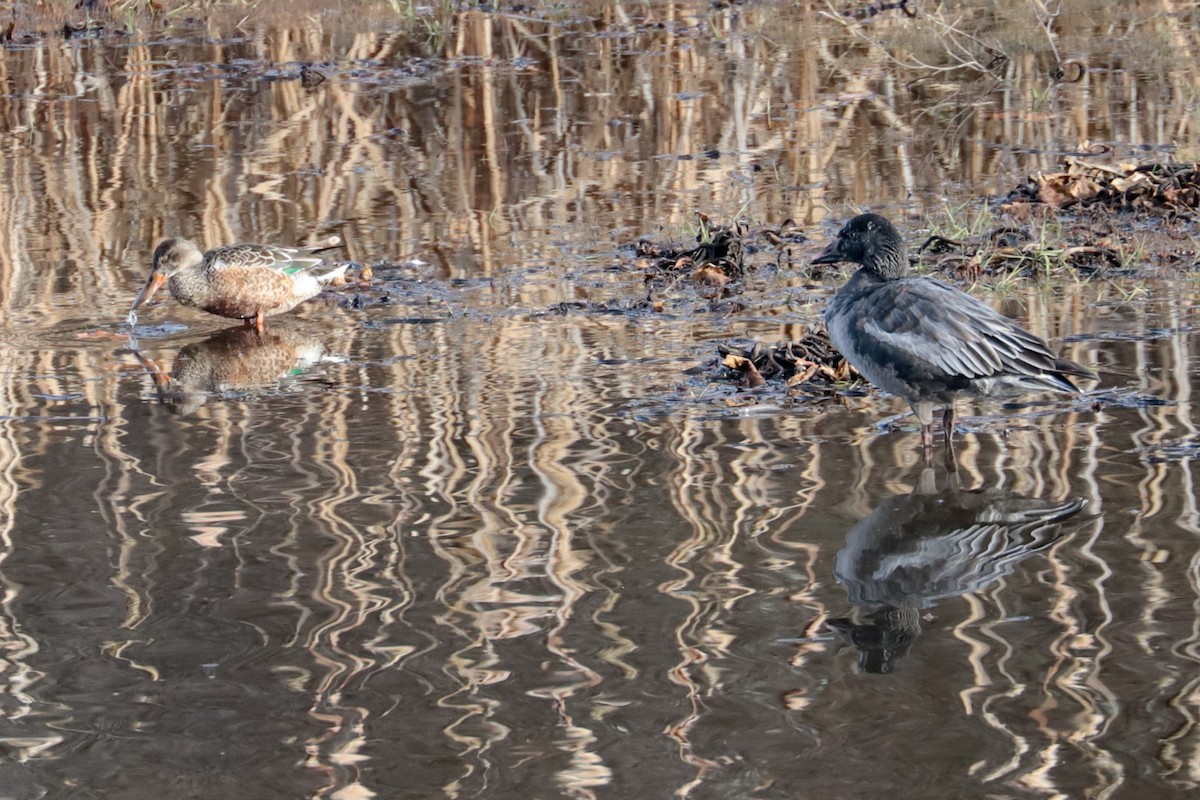 Northern Shoveler - ML646203233