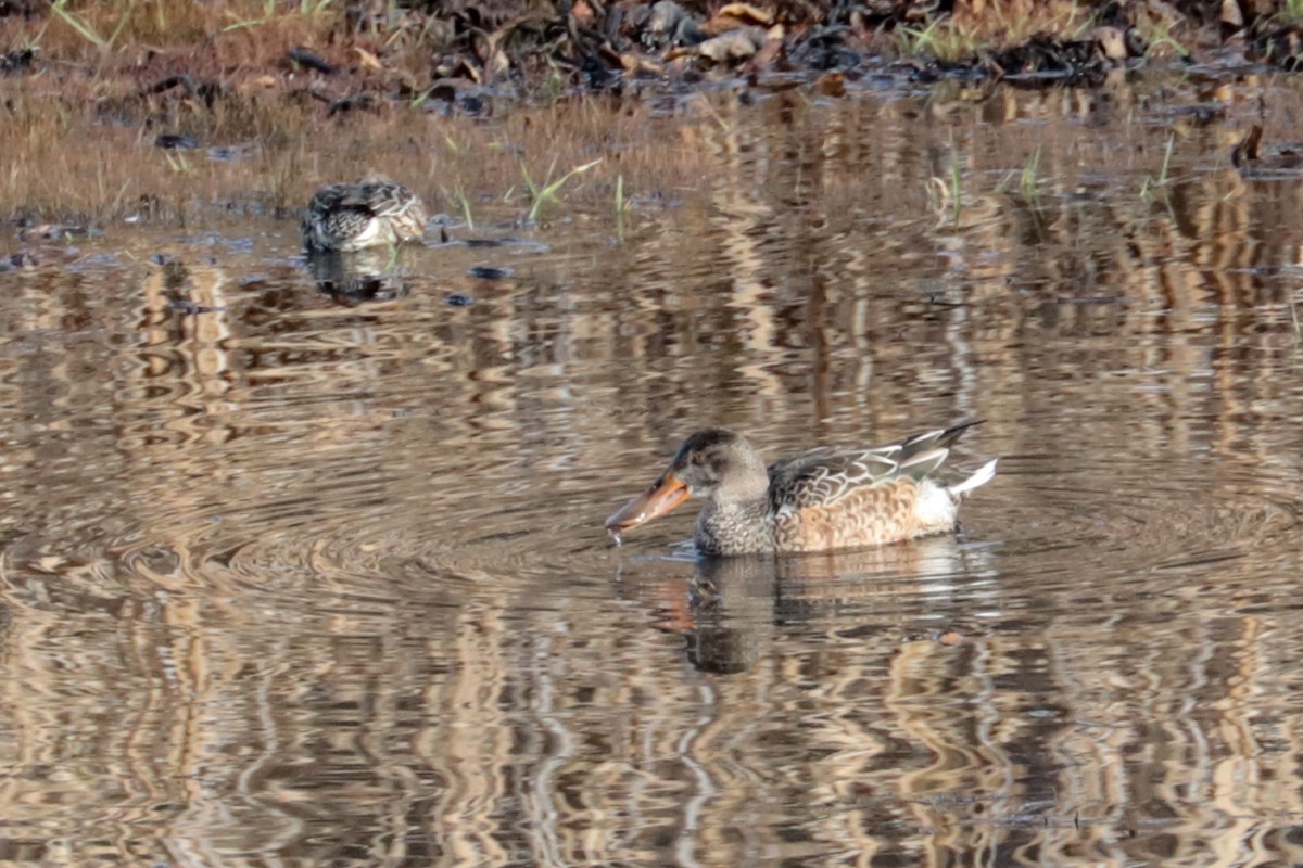 Northern Shoveler - ML646203234