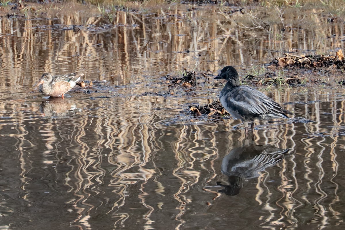 Northern Shoveler - ML646203235