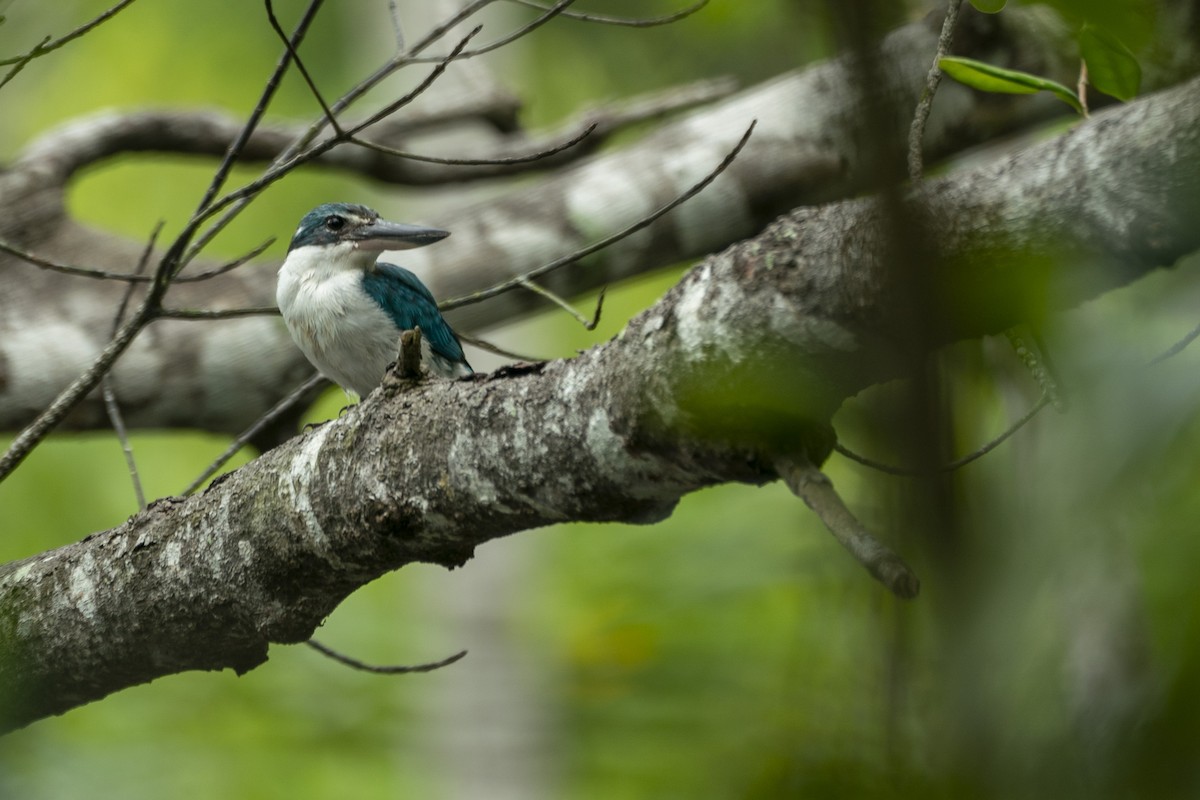 Collared Kingfisher - ML646203238
