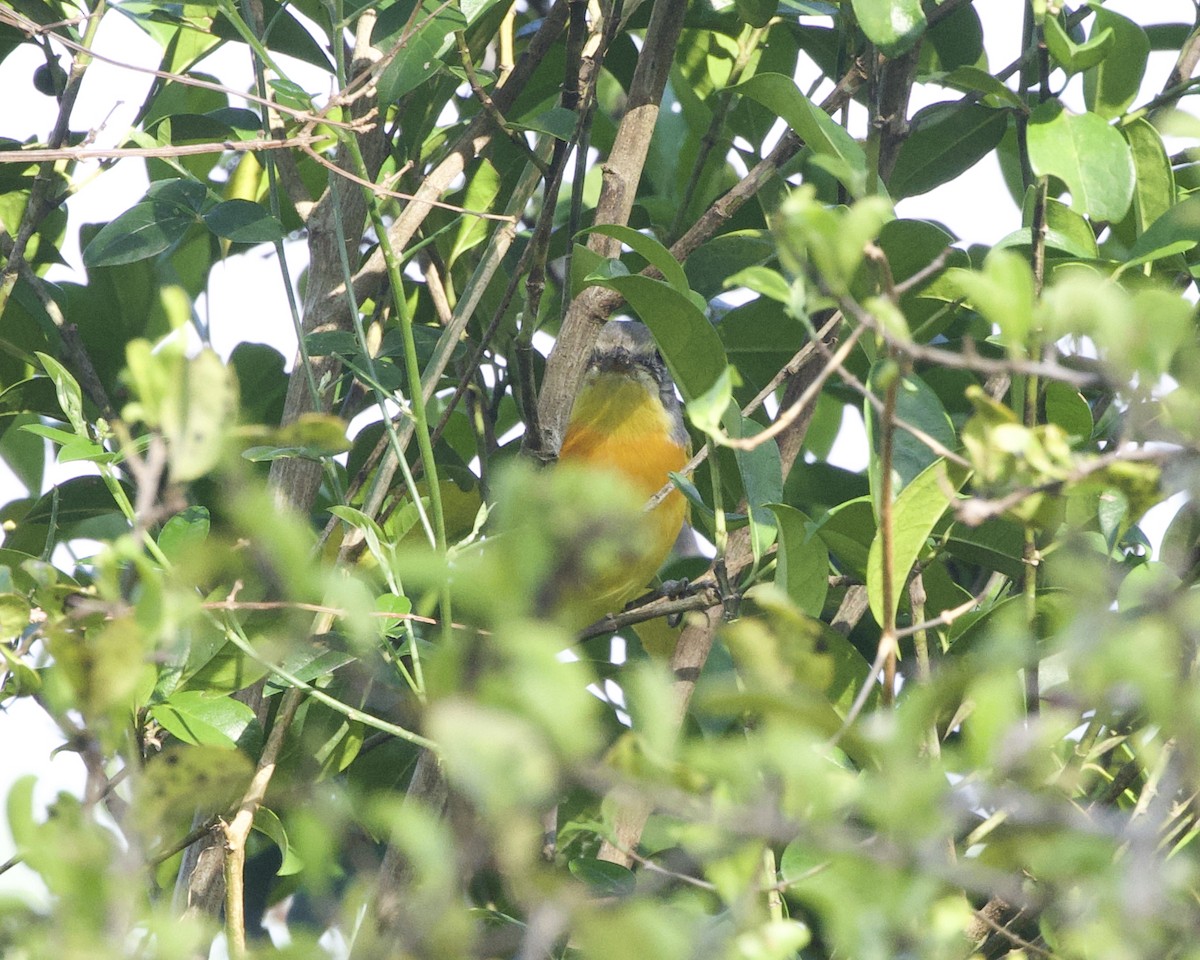 Sulphur-breasted Bushshrike - ML646203242