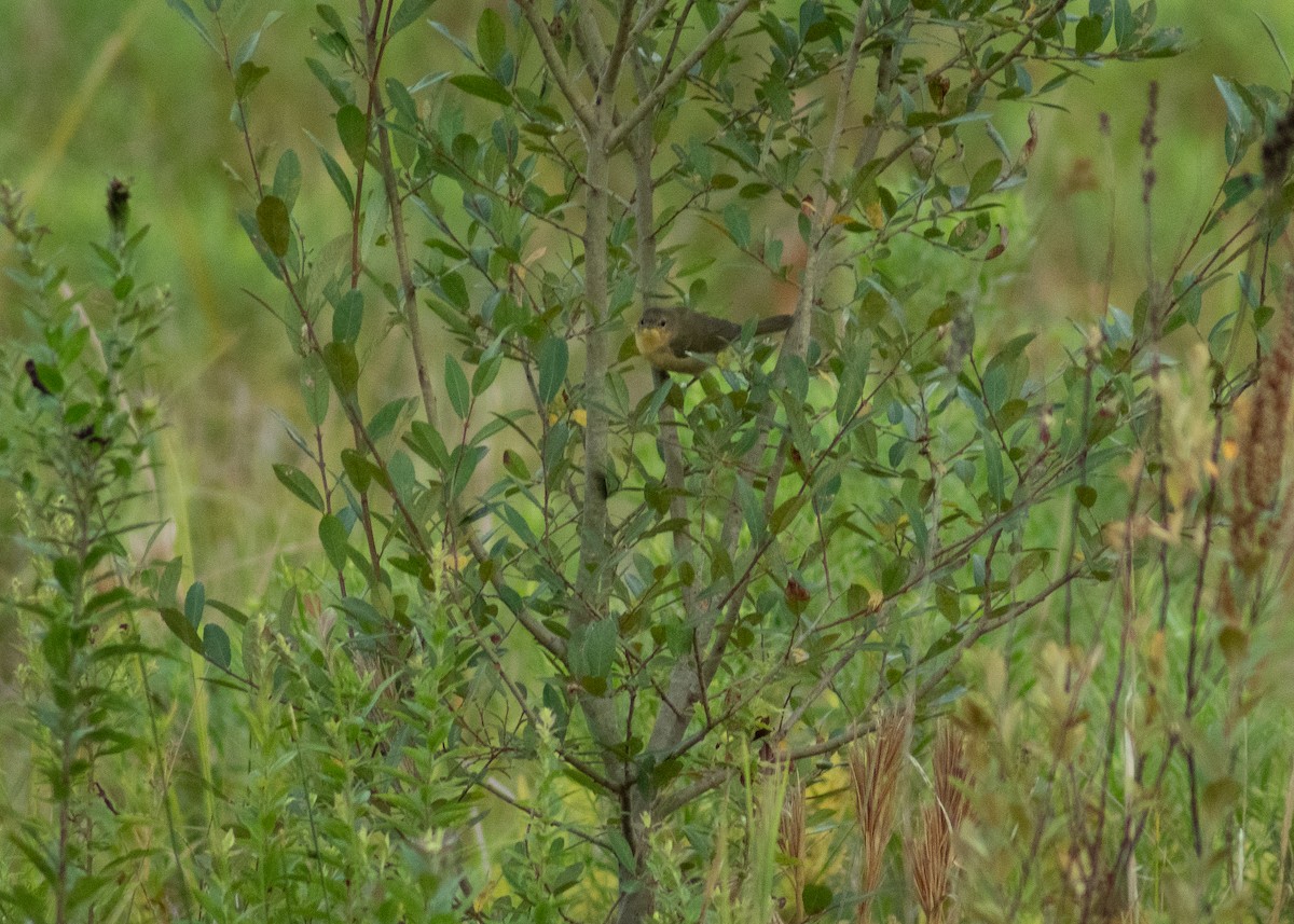 Common Yellowthroat - ML646203243