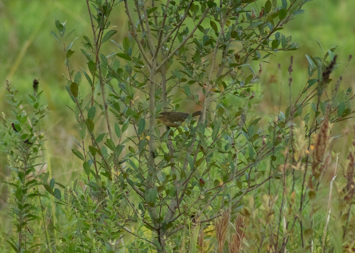 Common Yellowthroat - ML646203244