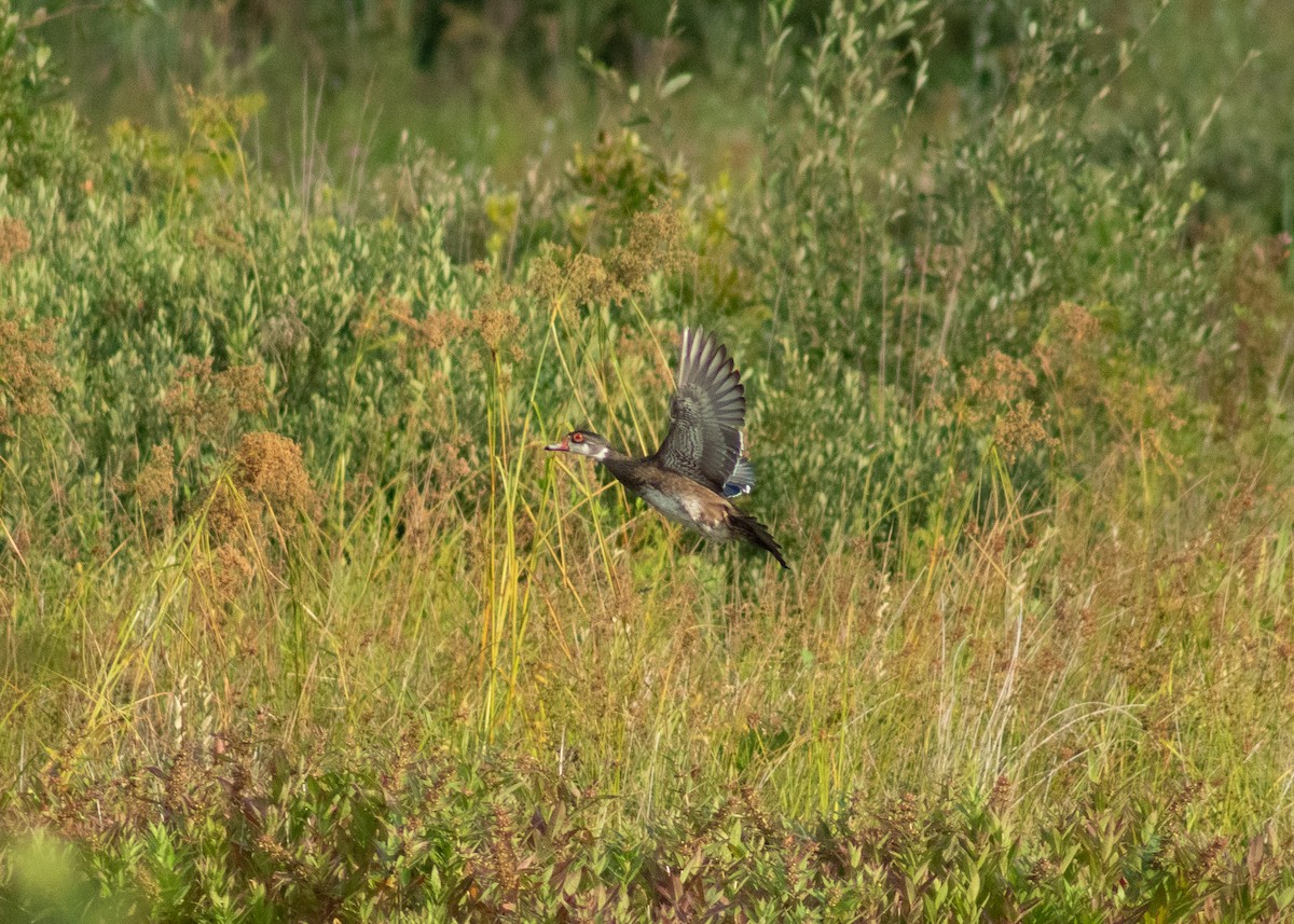 美洲鴛鴦 - ML646203251