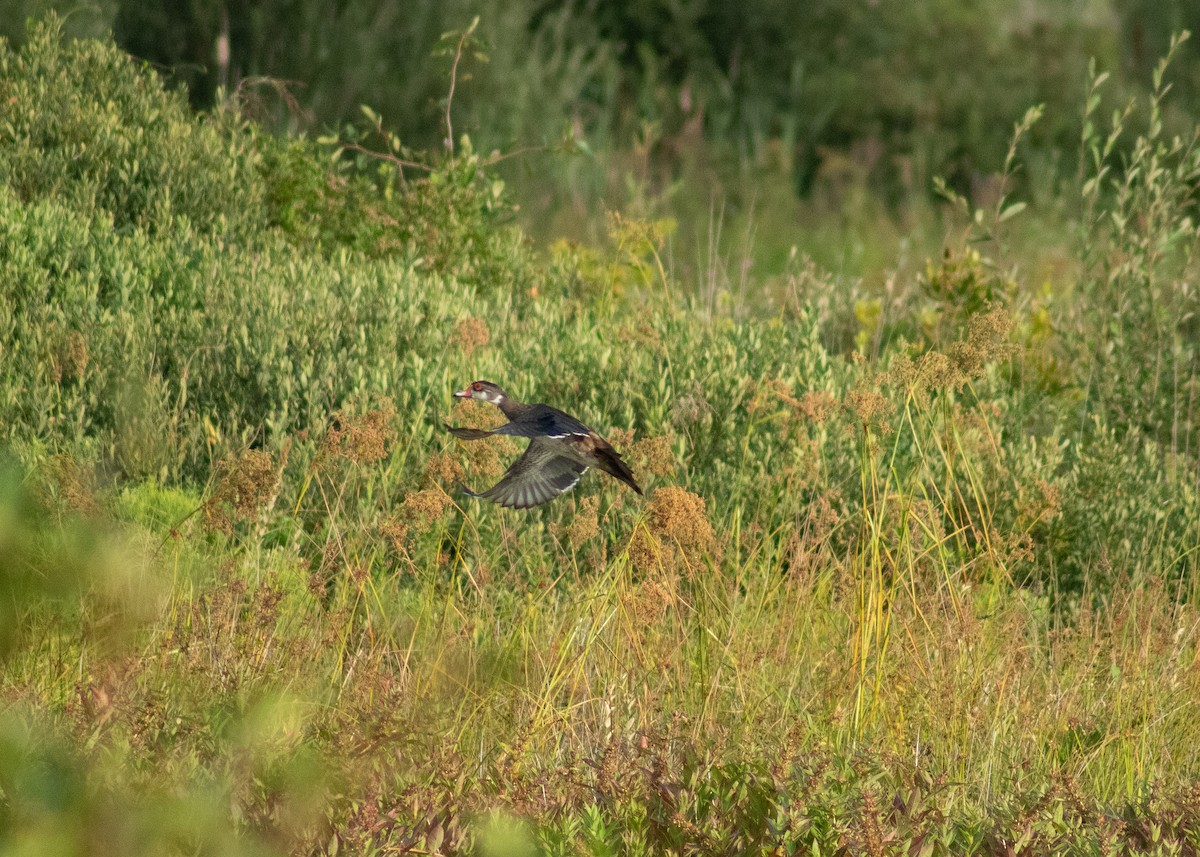 美洲鴛鴦 - ML646203252