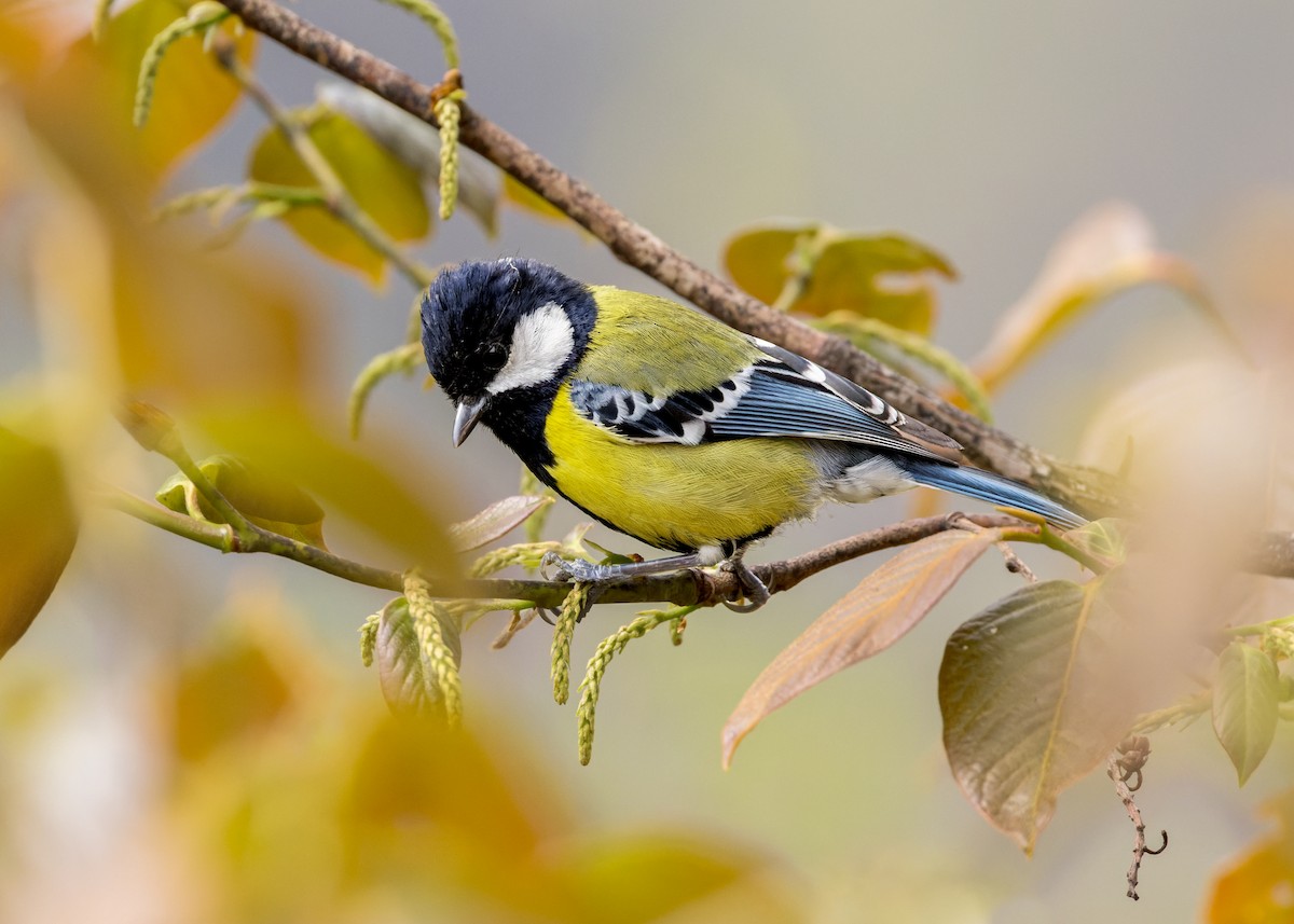 Mésange montagnarde - ML646203254