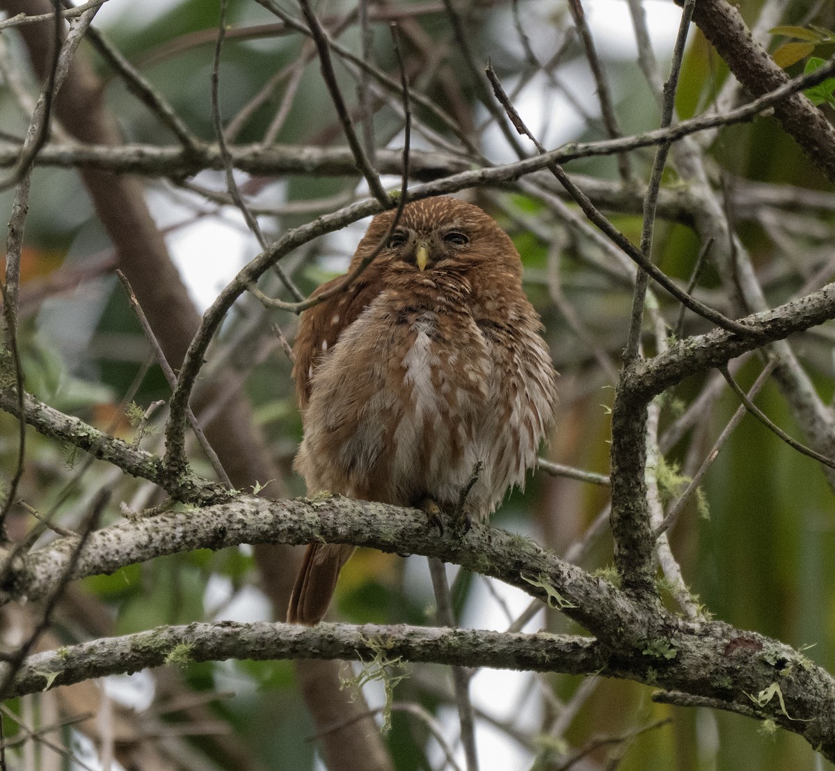 Ferruginous Pygmy-Owl - ML646203255