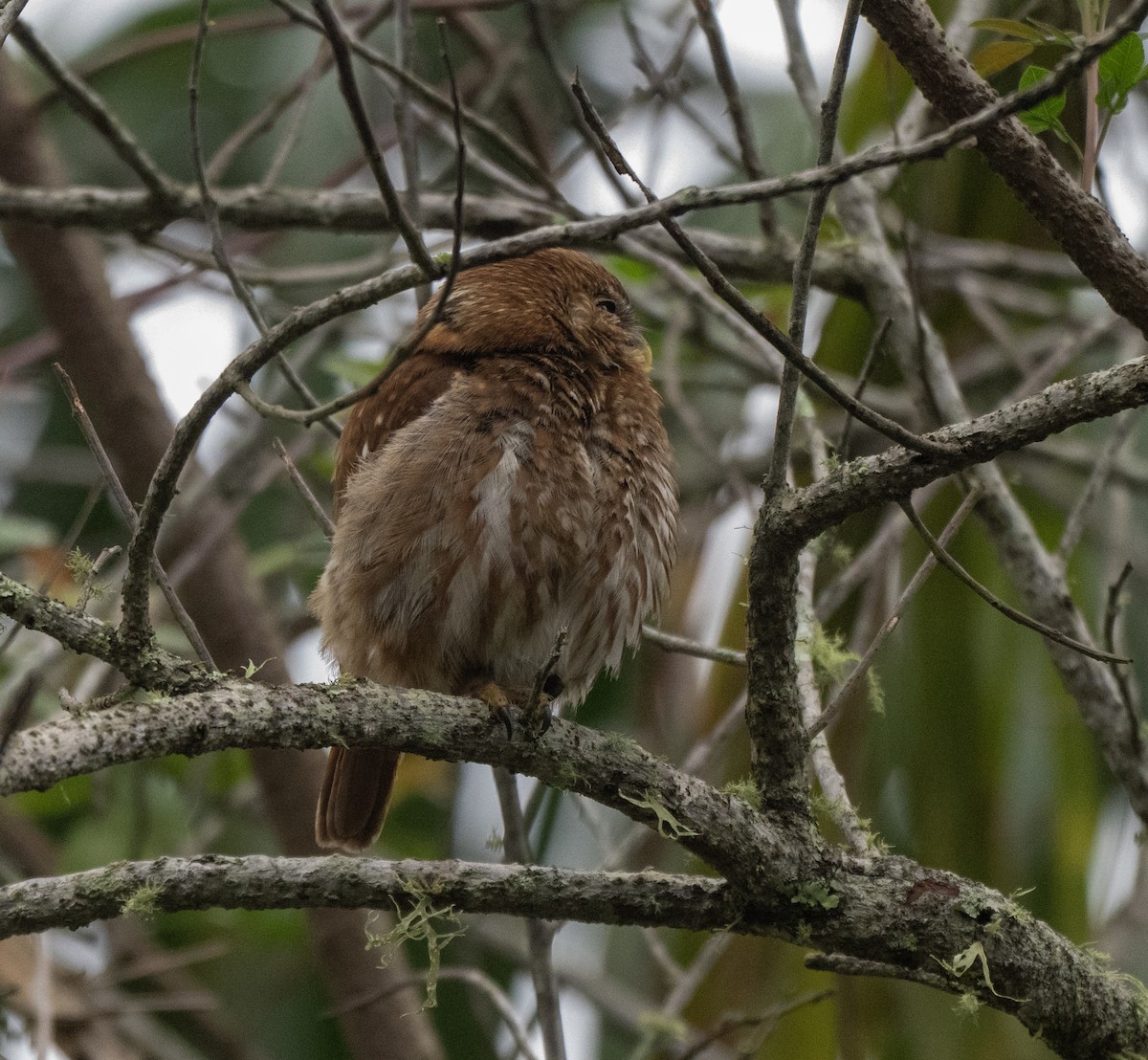 Ferruginous Pygmy-Owl - ML646203256