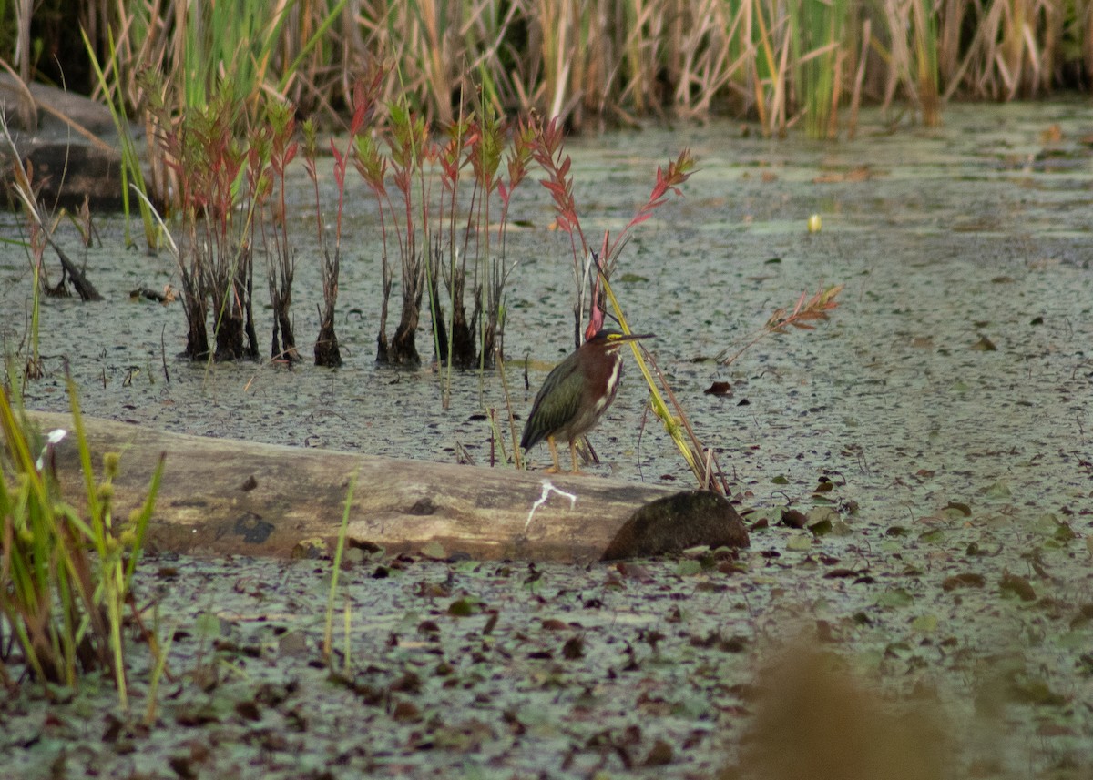 Green Heron - ML646203257