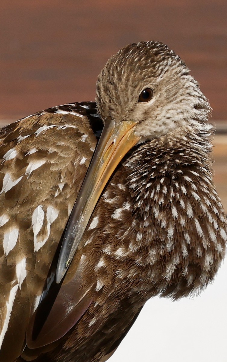 Limpkin - ML646203262
