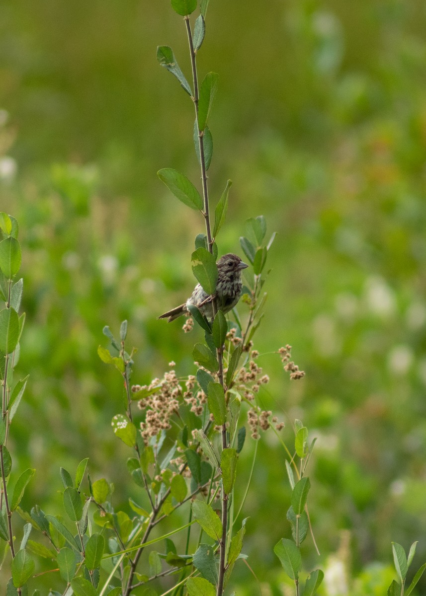 Song Sparrow - ML646203265